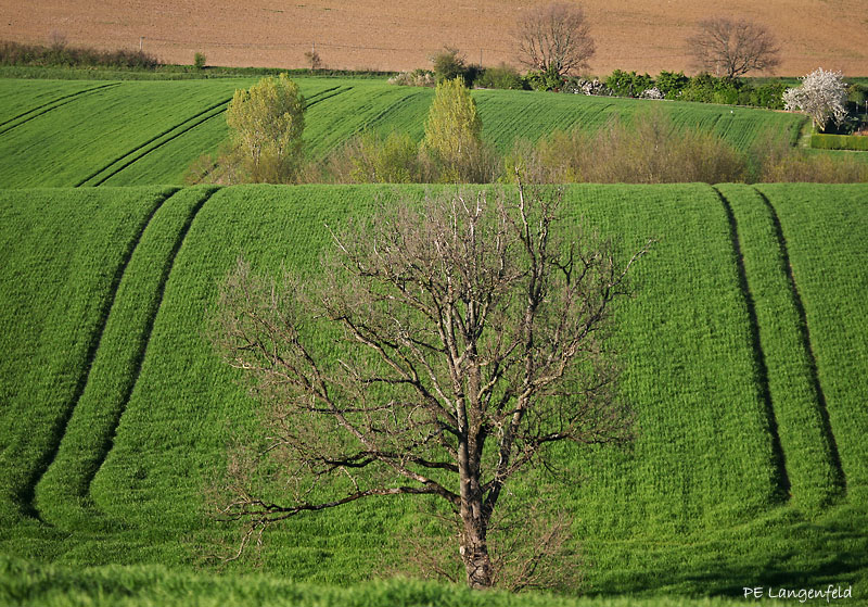The tree is the source